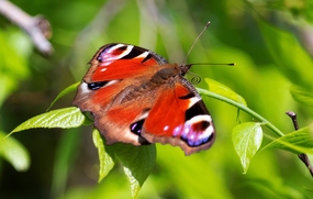 绿叶上停歇的孔雀蝴蝶图片